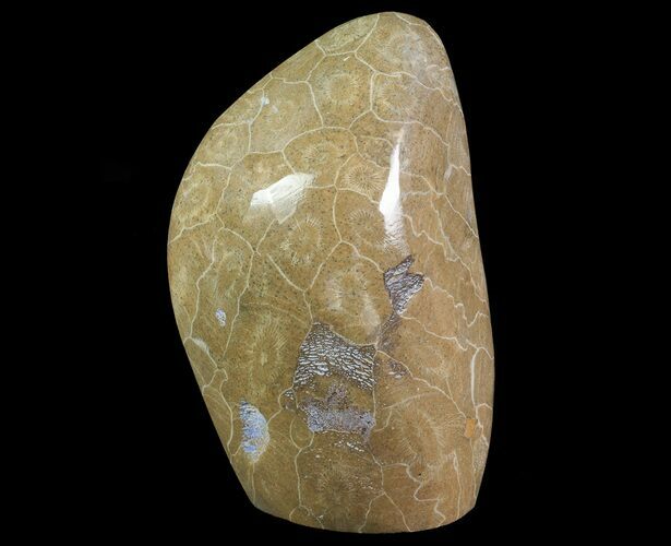 Free-Standing Polished Fossil Coral (Actinocyathus) Display #69351